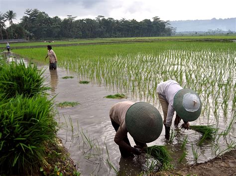  Vegetation: A Tapestry of Life and Resilience in Indonesian Agriculture!